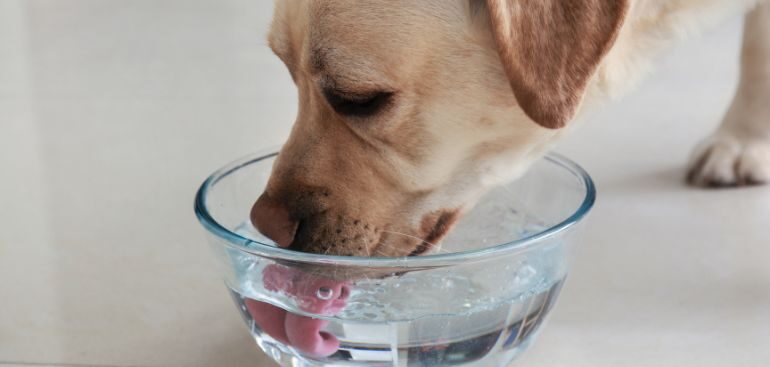 How a Water Filtration System Can Improve Your Pet’s Health